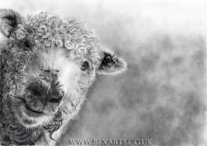 "Peek-a-Boo!" - A3 commission in charcoal. Mounted A3 limited edition prints: £45. This cute Greyfaced Dartmoor called "Boo" was a commissioned piece for a local Vet.