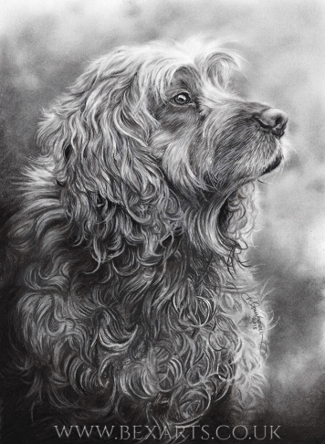 "Molly" - A3 commission in charcoal. Mounted A3 limited edition print: £45.
